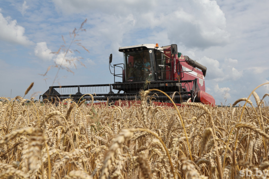 Более 2 млн тонн зерна намолочено в Гродненской области