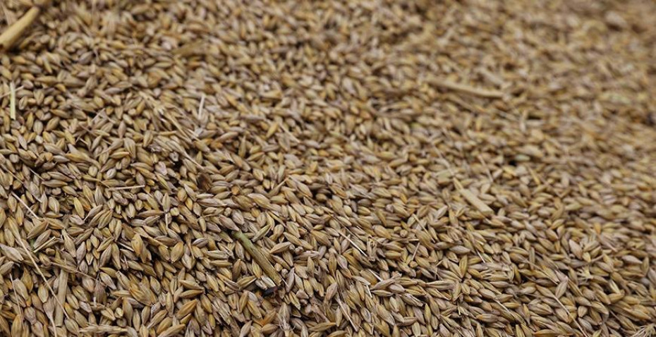 Минсельхозпрод: в этом году мы заготовим необходимые объемы фуражного зерна и семенного материала. По показателю урожайности лидирует Гродненская область