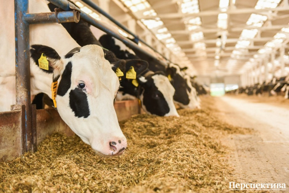 Животноводы Гродненского района впервые в истории надоили за сутки в физическом весе свыше 600 тонн молока